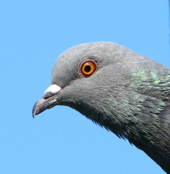 Rock Pigeon